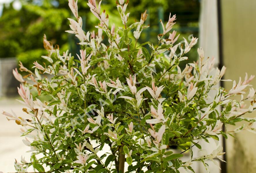 Vrba prostřední 'Hakuro Nishiki' - Salix integra 'Hakuro Nishiki'