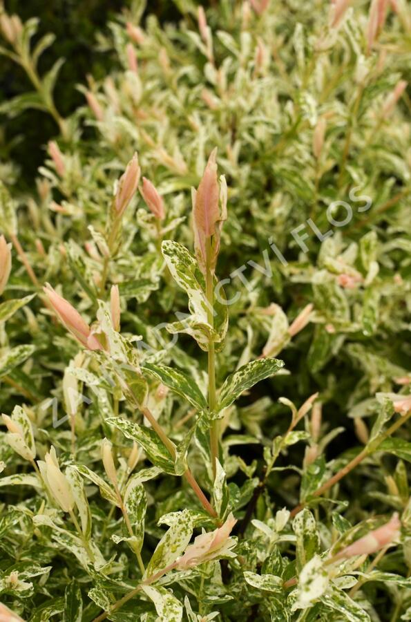 Vrba prostřední 'Hakuro Nishiki' - Salix integra 'Hakuro Nishiki'