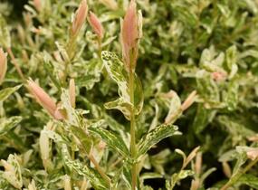 Vrba prostřední 'Hakuro Nishiki' - Salix integra 'Hakuro Nishiki'