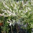Vrba prostřední 'Hakuro Nishiki' - Salix integra 'Hakuro Nishiki'
