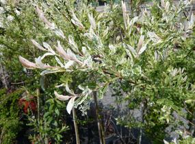 Vrba prostřední 'Hakuro Nishiki' - Salix integra 'Hakuro Nishiki'