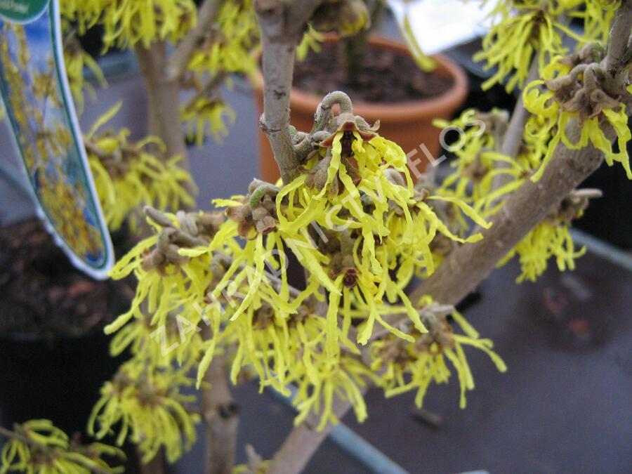 Vilín prostřední 'Arnold Promise' - Hamamelis intermedia 'Arnold Promise'