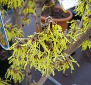 Vilín prostřední 'Arnold Promise' - Hamamelis intermedia 'Arnold Promise'