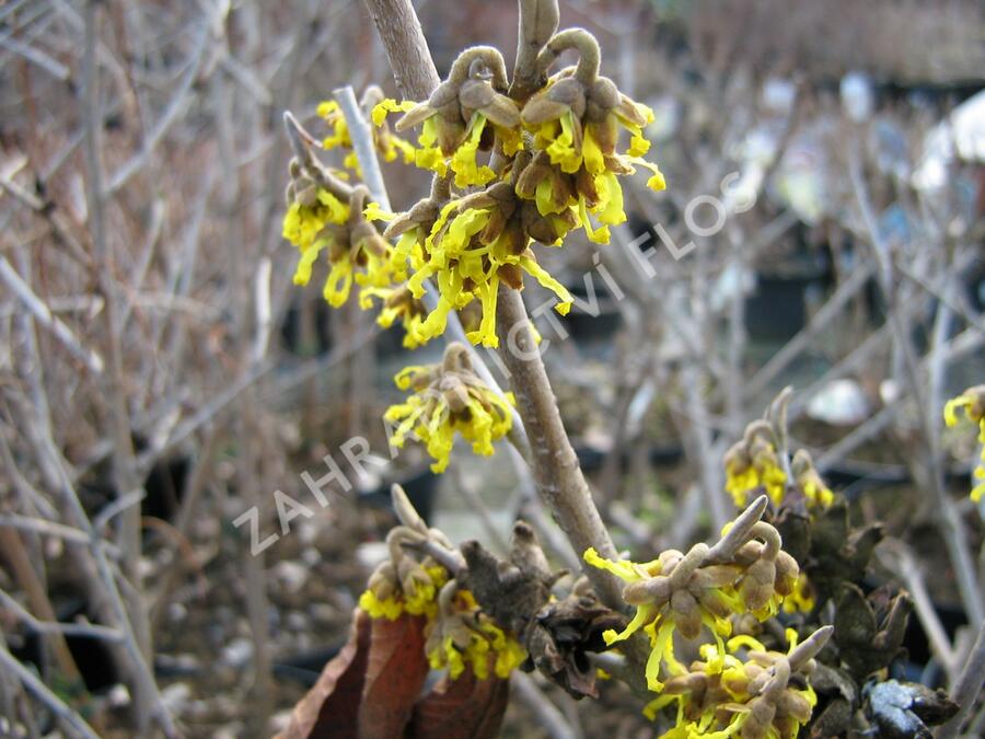 Vilín prostřední 'Arnold Promise' - Hamamelis intermedia 'Arnold Promise'