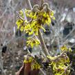 Vilín prostřední 'Arnold Promise' - Hamamelis intermedia 'Arnold Promise'