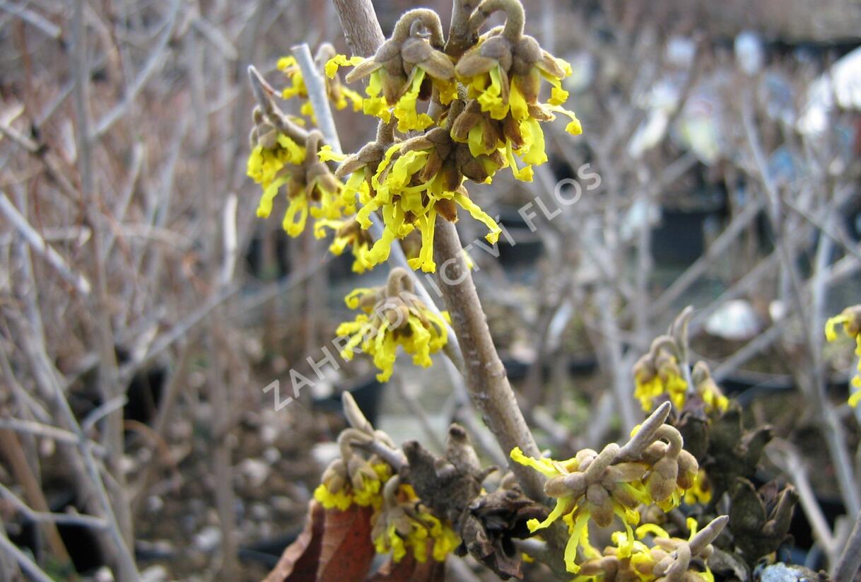 Vilín prostřední 'Arnold Promise' - Hamamelis intermedia 'Arnold Promise'