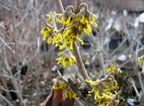 Vilín prostřední 'Arnold Promise' - Hamamelis intermedia 'Arnold Promise'
