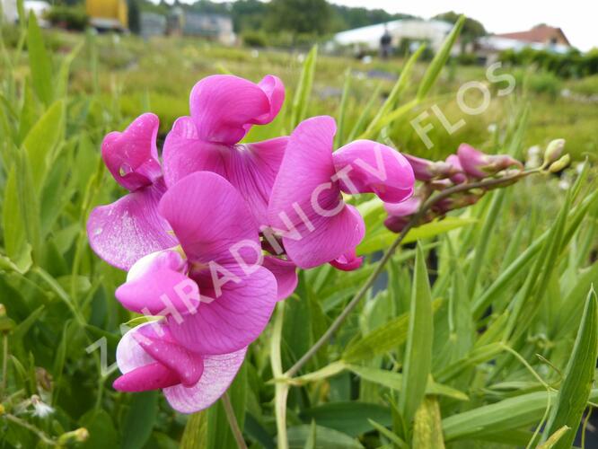Hrachor širokolistý 'Red Pearl' - Lathyrus latifolius 'Red Pearl'