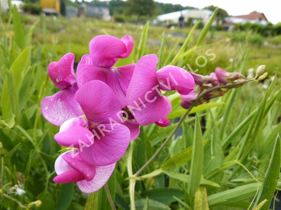 Hrachor širokolistý 'Red Pearl' - Lathyrus latifolius 'Red Pearl'