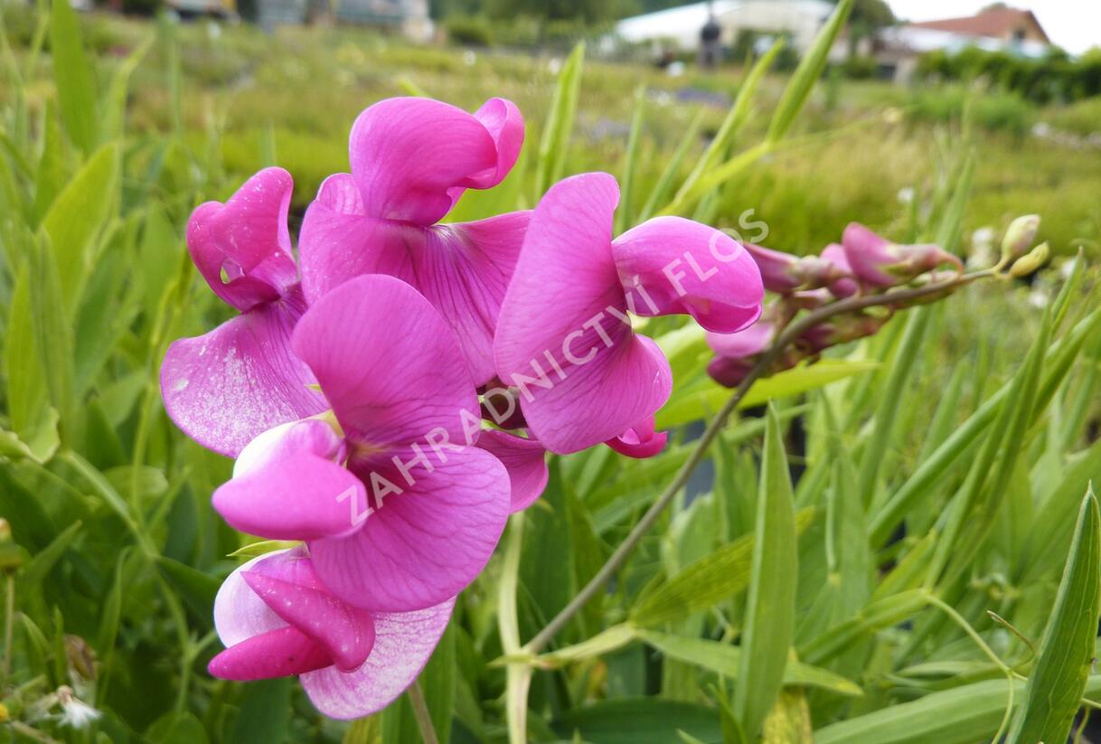 Hrachor širokolistý 'Red Pearl' - Lathyrus latifolius 'Red Pearl'