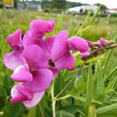 Hrachor širokolistý 'Red Pearl' - Lathyrus latifolius 'Red Pearl'