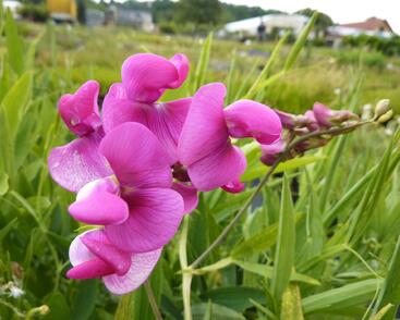 Hrachor širokolistý 'Red Pearl'