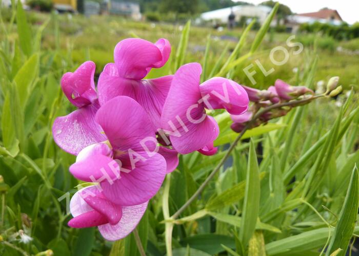 Hrachor širokolistý 'Red Pearl' - Lathyrus latifolius 'Red Pearl'
