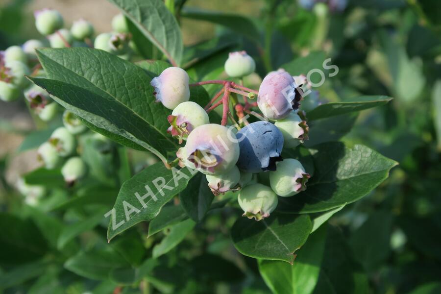 Borůvka chocholičnatá, kanadská borůvka 'Goldtraube' - Vaccinium corymbosum 'Goldtraube'