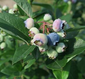 Borůvka chocholičnatá, kanadská borůvka 'Goldtraube' - Vaccinium corymbosum 'Goldtraube'