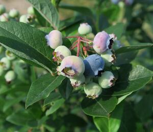 Borůvka chocholičnatá, kanadská borůvka 'Goldtraube' - Vaccinium corymbosum 'Goldtraube'