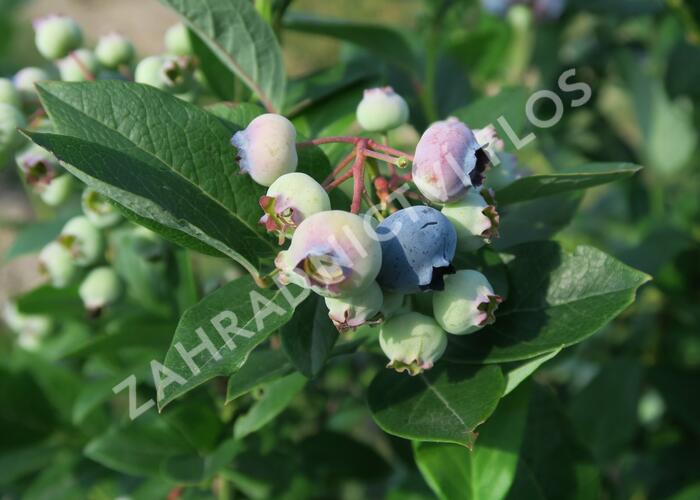 Borůvka chocholičnatá, kanadská borůvka 'Goldtraube' - Vaccinium corymbosum 'Goldtraube'