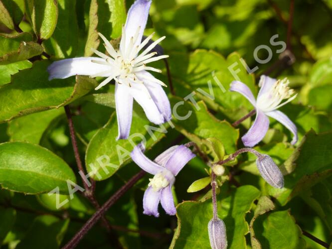Plamének 'Praecox' - Clematis jouiniana 'Praecox'