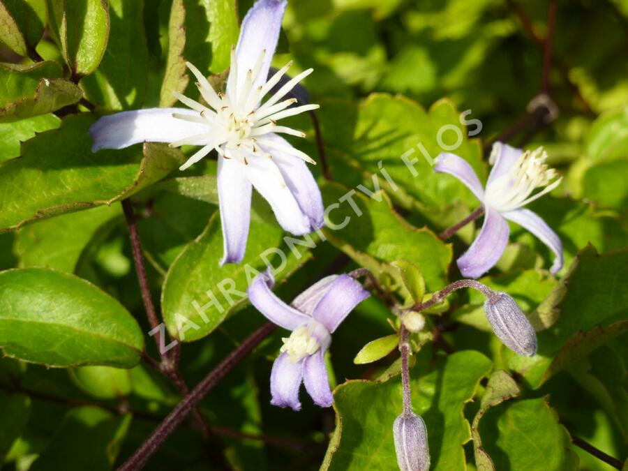 Plamének 'Praecox' - Clematis jouiniana 'Praecox'