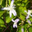 Plamének 'Praecox' - Clematis jouiniana 'Praecox'
