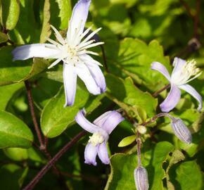 Plamének 'Praecox' - Clematis jouiniana 'Praecox'