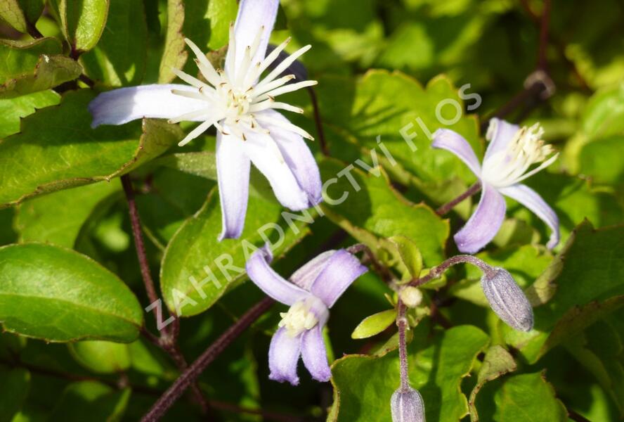 Plamének 'Praecox' - Clematis jouiniana 'Praecox'