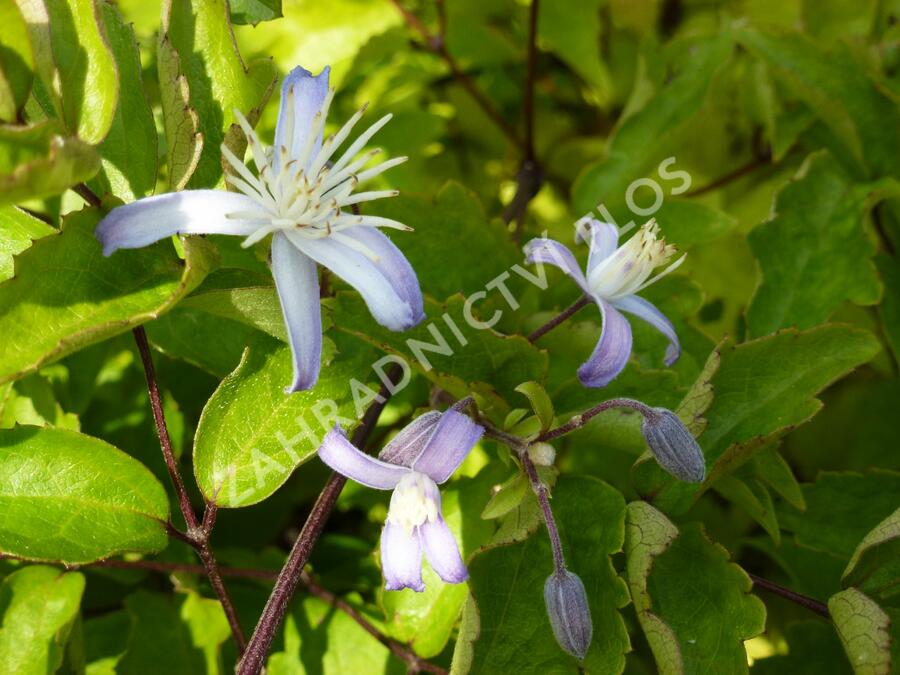 Plamének 'Praecox' - Clematis jouiniana 'Praecox'
