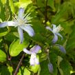 Plamének 'Praecox' - Clematis jouiniana 'Praecox'