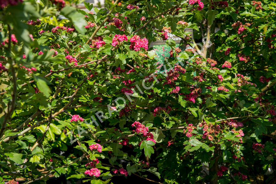Hloh obecný 'Paul's Scarlet' - Crataegus laevigata 'Paul's Scarlet'