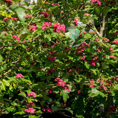 Hloh obecný 'Paul's Scarlet' - Crataegus laevigata 'Paul's Scarlet'