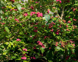 Hloh obecný 'Paul's Scarlet'