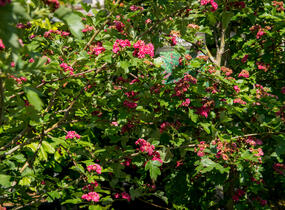 Hloh obecný 'Paul's Scarlet' - Crataegus laevigata 'Paul's Scarlet'