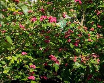 Hloh obecný 'Paul's Scarlet'