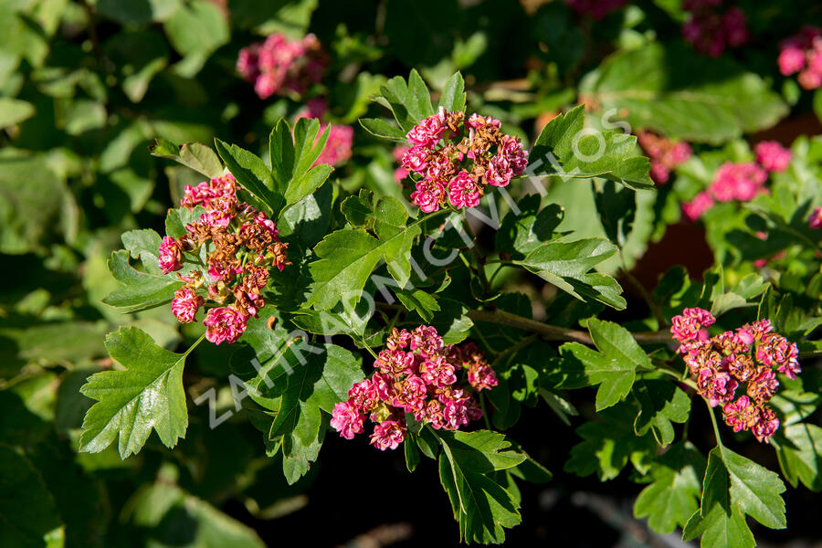 Hloh obecný 'Paul's Scarlet' - Crataegus laevigata 'Paul's Scarlet'