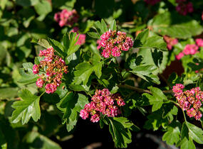 Hloh obecný 'Paul's Scarlet' - Crataegus laevigata 'Paul's Scarlet'