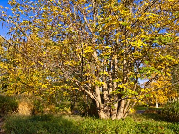 Lapina jasanolistá - Pterocarya fraxinifolia