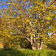 Lapina jasanolistá - Pterocarya fraxinifolia