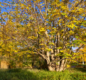 Lapina jasanolistá - Pterocarya fraxinifolia