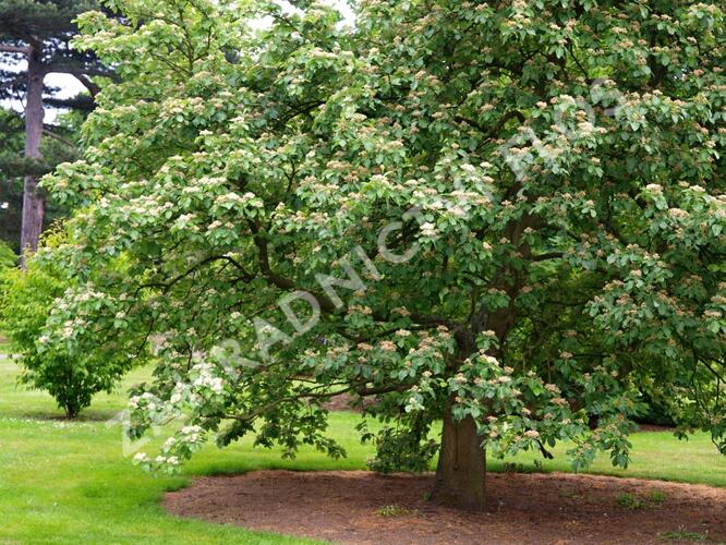 Jeřáb muk - Sorbus aria