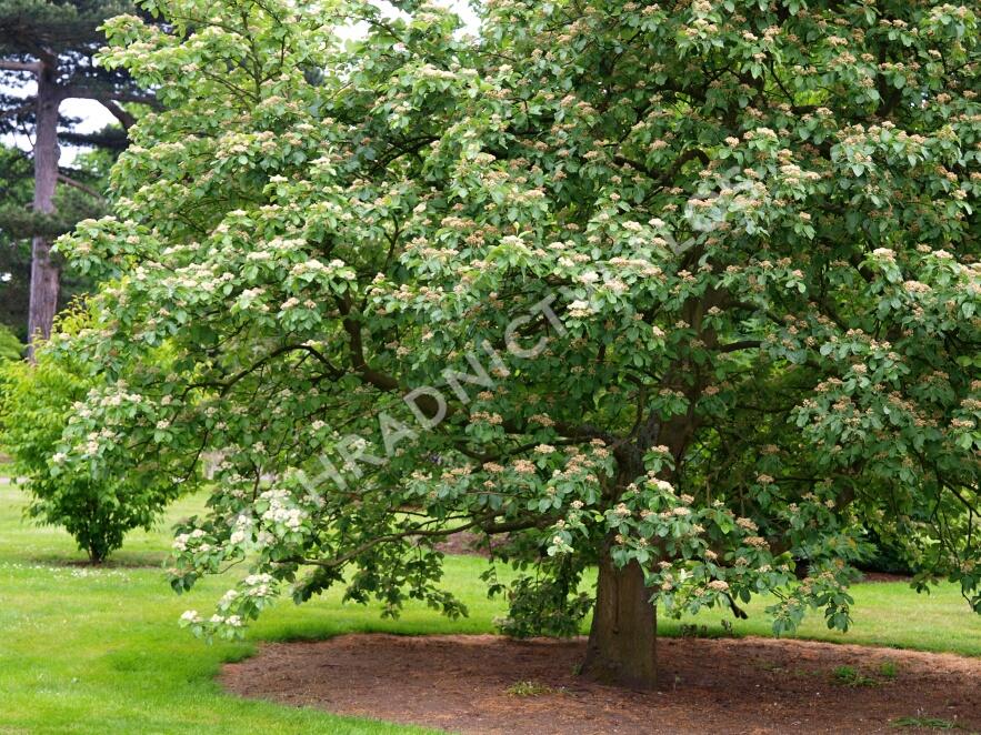 Jeřáb muk - Sorbus aria