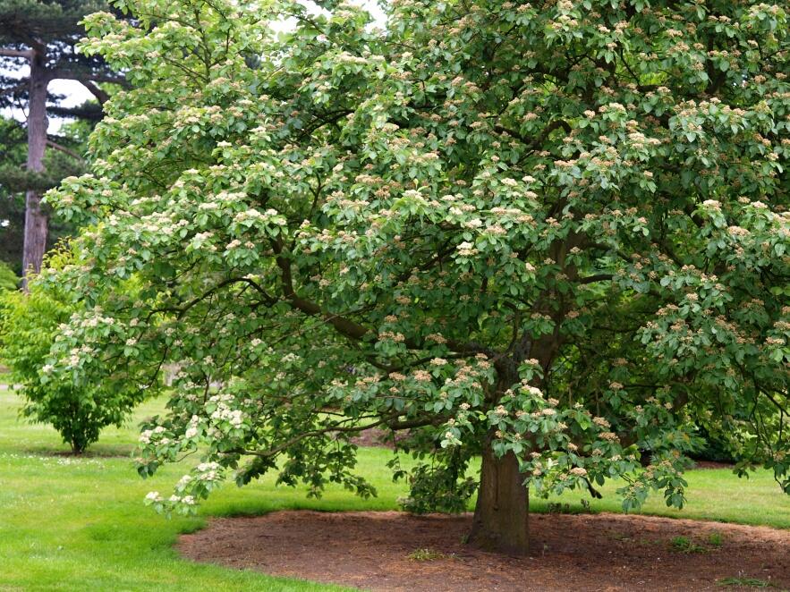 Jeřáb muk - Sorbus aria