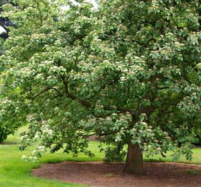 Jeřáb muk - Sorbus aria