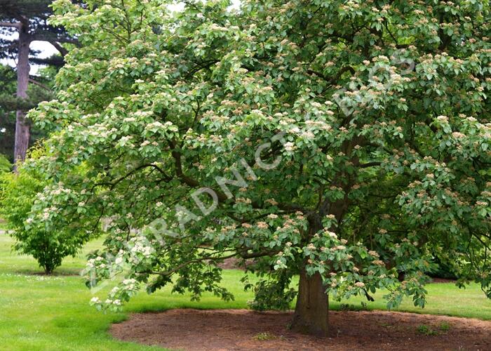 Jeřáb muk - Sorbus aria