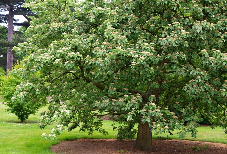 Jeřáb muk - Sorbus aria