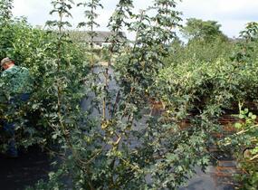 Javor babyka - Acer campestre