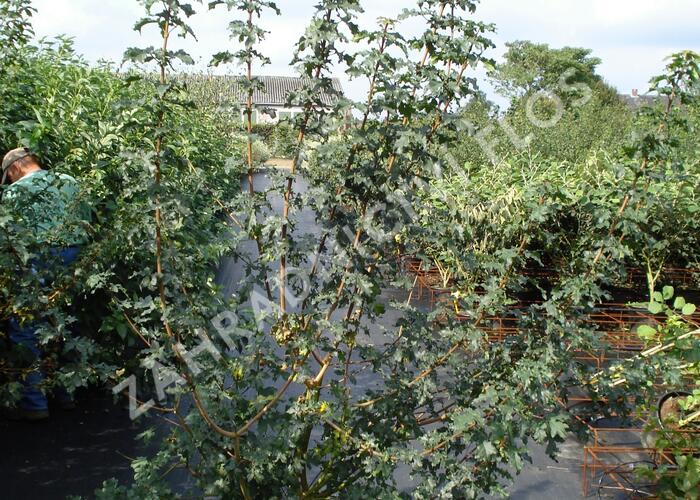 Javor babyka - Acer campestre