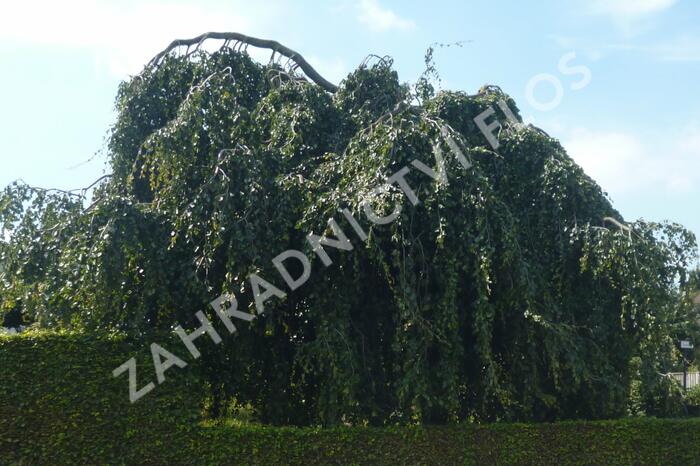 Buk lesní 'Pendula' - Fagus sylvatica 'Pendula'