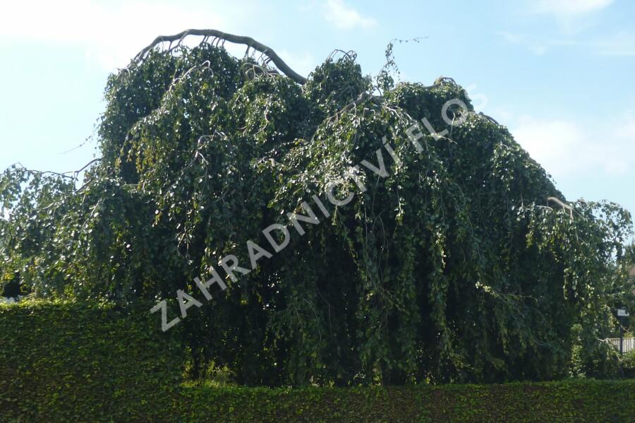 Buk lesní 'Pendula' - Fagus sylvatica 'Pendula'