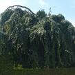 Buk lesní 'Pendula' - Fagus sylvatica 'Pendula'