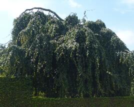 Buk lesní 'Pendula'